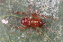  ( - GJA10042)  @11 [ ] Copyright (2021) Greg Anderson Queensland Museum