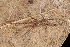  (Moneta - GJA10114)  @11 [ ] Copyright (2022) Greg Anderson Queensland Museum
