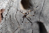  ( - GJA10461)  @11 [ ] Copyright (2022) Greg Anderson Queensland Museum
