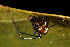  (Argyrodes miniaceus - GJA10617)  @11 [ ] Copyright (2022) Greg Anderson Queensland Museum