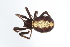  (Steatoda splendens - GJA10978)  @11 [ ] Copyright (2022) Greg Anderson Queensland Museum