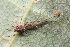  ( - GJA11141)  @11 [ ] Copyright (2022) Greg Anderson Queensland Museum