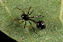  (Anatea - GJA11177)  @11 [ ] Copyright (2022) Greg Anderson Queensland Museum