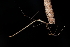  (Ariamnes cylindrogaster - GJA11407)  @11 [ ] Copyright (2022) Greg Anderson Queensland Museum