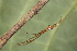  ( - GJA11851)  @11 [ ] Copyright (2023) Greg Anderson Queensland Museum
