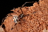  ( - GJA12421)  @11 [ ] Copyright (2023) Greg Anderson Queensland Museum