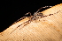  (Janula - GJA12607)  @11 [ ] Copyright (2023) Greg Anderson Queensland Museum