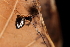  ( - GJA13010)  @11 [ ] Copyright (2023) Greg Anderson Queensland Museum