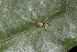  (Thwaitesia - GJA13501)  @11 [ ] Copyright (2024) Greg Anderson Queensland Museum