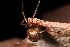 (Parasteatoda decorata - GJA9427)  @11 [ ] Copyright (2020) Greg Anderson Queensland Museum