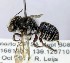  (Megachile n. sp - SAMA_32-46686)  @11 [ ] CreativeCommons Attribution NonCommercial ShareAlike (2024) Remko Leijs South Australian Museum
