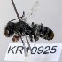 (Megachile sp.WJRL 06 - SAMA_32-46791)  @11 [ ] CreativeCommons Attribution NonCommercial ShareAlike (2024) Remko Leijs South Australian Museum