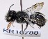  (Megachile sp.WJRL 09 - SAMA_32-46793)  @11 [ ] CreativeCommons Attribution NonCommercial ShareAlike (2024) Remko Leijs South Australian Museum