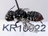  (Megachile sp.WJRL 12 - SAMA_32-46796)  @11 [ ] CreativeCommons Attribution NonCommercial ShareAlike (2024) Remko Leijs South Australian Museum