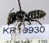  (Megachile sp.WJRL 13 - SAMA_32-46797)  @11 [ ] CreativeCommons Attribution NonCommercial ShareAlike (2024) Remko Leijs South Australian Museum