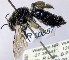  (Leioproctus sp. WJRL 16 - SAMA_32-46800)  @11 [ ] CreativeCommons Attribution NonCommercial ShareAlike (2024) Remko Leijs South Australian Museum