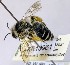  (Leioproctus sp. WJRL 17 - SAMA_32-46802)  @11 [ ] CreativeCommons Attribution NonCommercial ShareAlike (2024) Remko Leijs South Australian Museum