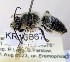  (Leioproctus sp. WJRL 19 - SAMA_32-46804)  @11 [ ] CreativeCommons Attribution NonCommercial ShareAlike (2024) Remko Leijs South Australian Museum