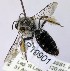  (Leioproctus sp. WJRL 18 - SAMA_32-46805)  @11 [ ] CreativeCommons Attribution NonCommercial ShareAlike (2024) Remko Leijs South Australian Museum