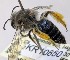  (Leioproctus sp. WJRL 22 - SAMA_32-46808)  @11 [ ] CreativeCommons Attribution NonCommercial ShareAlike (2024) Remko Leijs South Australian Museum