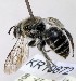  (Leioproctus sp. WJRL 20 - SAMA_32-46809)  @11 [ ] CreativeCommons Attribution NonCommercial ShareAlike (2024) Remko Leijs South Australian Museum