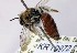  (Leioproctus sp. WJRL 24 - SAMA_32-46813)  @11 [ ] CreativeCommons Attribution NonCommercial ShareAlike (2024) Remko Leijs South Australian Museum