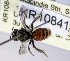  (Leioproctus sp. WJRL 26 - SAMA_32-46816)  @11 [ ] CreativeCommons Attribution NonCommercial ShareAlike (2024) Remko Leijs South Australian Museum