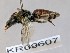  (Paracolletinae - SAMA_32-46832)  @11 [ ] CreativeCommons Attribution NonCommercial ShareAlike (2024) Remko Leijs South Australian Museum