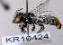  (Megachile ricky - SAMA_32-46868)  @11 [ ] CreativeCommons Attribution NonCommercial ShareAlike (2024) Remko Leijs South Australian Museum