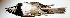  (Peucaea humeralis - CNAV029997)  @13 [ ] Unspecified (default): All Rights Reserved  Unspecified Unspecified