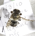  (Megachile sp. aff. maritima - CCDB-15271 C10)  @13 [ ] Unspecified (default): All Rights Reserved (2013) Packer Collection York University York University