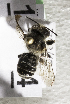  (Megachile MNG5 - CCDB-15271 E10)  @13 [ ] Unspecified (default): All Rights Reserved (2013) Packer Collection York University York University