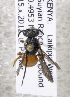  (Sphecodes KEN02 - CCDB-15271 H03)  @12 [ ] Unspecified (default): All Rights Reserved (2013) Packer Collection York University York University