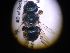  (Osmia n. sp - CCDB-15271 H09)  @12 [ ] Unspecified (default): All Rights Reserved (2013) Packer Collection York University York University