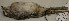  (Peucaea cassinii - CNAV025747)  @13 [ ] Unspecified (default): All Rights Reserved  Unspecified Unspecified