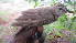  (Melaenornis pallidus - NHMO-36793)  @14 [ ] Unspecified (default): All Rights Reserved  Unspecified Unspecified