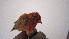  ( - NHMO-36018)  @11 [ ] No Rights Reserved (2013) Unspecified University of Oslo, Natural History Museum