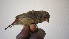  ( - NHMO-36035)  @11 [ ] No Rights Reserved (2013) Unspecified University of Oslo, Natural History Museum