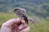  (Muscicapa - NHMO-33527)  @15 [ ] Unspecified (default): All Rights Reserved  Unspecified Unspecified