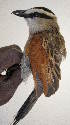  ( - NHMO-36066)  @14 [ ] Unspecified (default): All Rights Reserved  Unspecified Unspecified