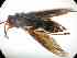  (Polybia sp. 6 - BONVB-0279)  @11 [ ] Unspecified (default): All Rights Reserved  Unspecified Unspecified