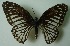  (Graphium ramaceus - UMKL-JJW0004)  @14 [ ] Unspecified (default): All Rights Reserved  Unspecified Unspecified