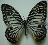  (Graphium delessertii - UMKL-JJW0009)  @14 [ ] Unspecified (default): All Rights Reserved  Unspecified Unspecified