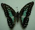  (Graphium evemon - UMKL-JJW0019)  @13 [ ] Unspecified (default): All Rights Reserved  Unspecified Unspecified