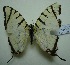  (Graphium agetes - UMKL-JJW0023)  @13 [ ] Unspecified (default): All Rights Reserved  Unspecified Unspecified