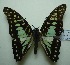  (Graphium bathycles - UMKL-JJW0118)  @14 [ ] Unspecified (default): All Rights Reserved  Unspecified Unspecified