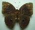  (Discophora timora - UMKL-JJW0171)  @12 [ ] Unspecified (default): All Rights Reserved  Unspecified Unspecified