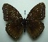  (Hypolimnas anomala - UMKL-JJW0208)  @14 [ ] Unspecified (default): All Rights Reserved  Unspecified Unspecified