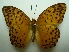  (Phalanta phalanta - UMKL-JJW0288)  @13 [ ] Unspecified (default): All Rights Reserved  Unspecified Unspecified