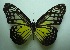  (Parantica aspasia - UMKL-JJW0303)  @14 [ ] Unspecified (default): All Rights Reserved  Unspecified Unspecified